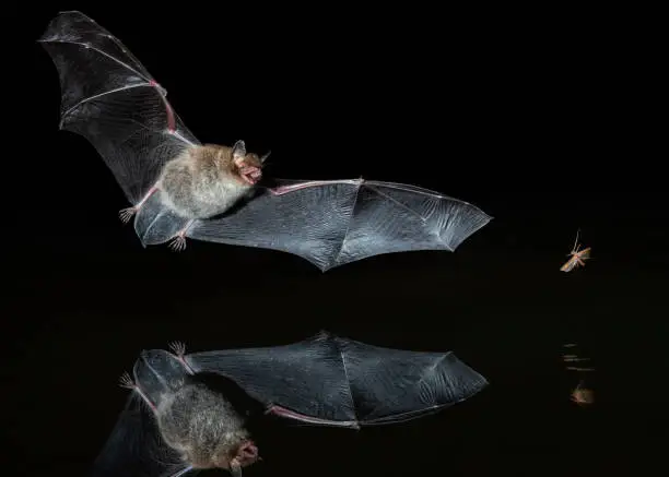 Daubenton's Bat (Myotis daubentonii) hunting an insect at night