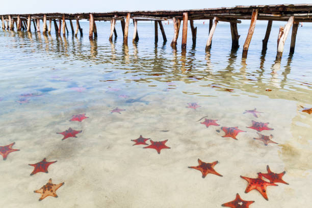 Muchas estrellas de mar en el mar. - foto de stock