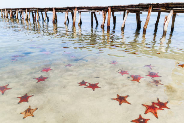 Many Starfish in the Water close to a Pier. Phu Quock Island, Vietnam.