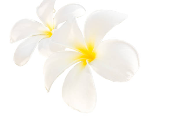 istock frangipani flower, Plumeria flower isolated 1129381807