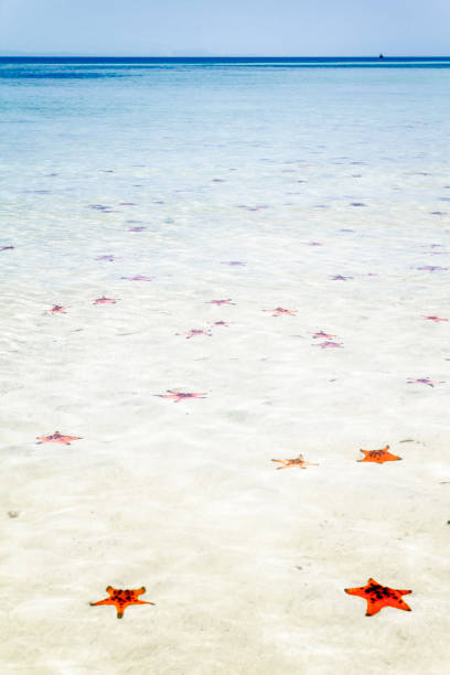 Beautiful Group of Starfish in a Sunny Day. Phu Quoc Island, Vietnam.