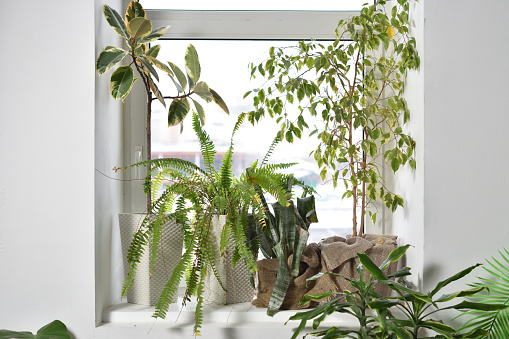 Large indoor plants stand on the window, fern, ficus, Aechmea