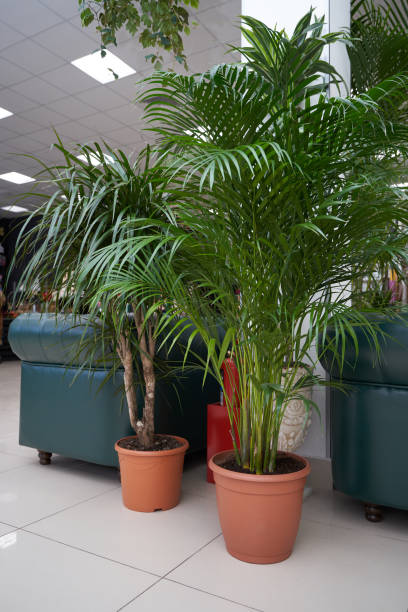 kuvapankkikuvat ja rojaltivapaat kuvat aiheesta iso ja kaunis palmu chamaedorea ja areca kasvaa ruskeassa padassa sisätiloissa - giant dracaena
