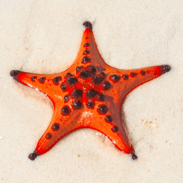 крупным планом красивая сверкающая оранжевая морская звезда. - pentagonaster starfish стоковые фото и изображения