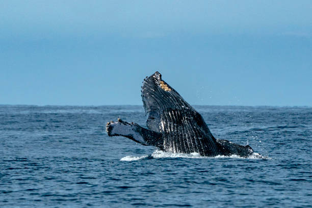 istock humpback whale breaching in cabo san lucas 1129386480