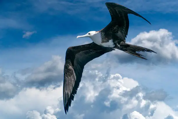 Photo of Frigate bird flying on cloudy sky