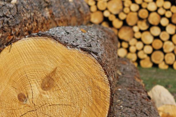 Stacks of fresh roundwoods