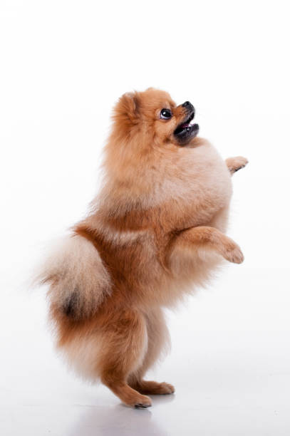 istock Pommeranter Spitz.lovely dog 1129386879