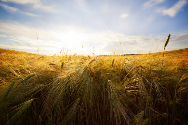 istock Beautiful nature sunset landscape 1129386883