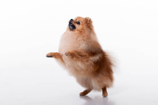 istock Pommeranter Spitz.lovely dog 1129387449
