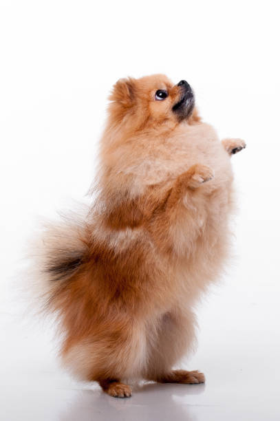 istock Pommeranter Spitz.lovely dog 1129387493