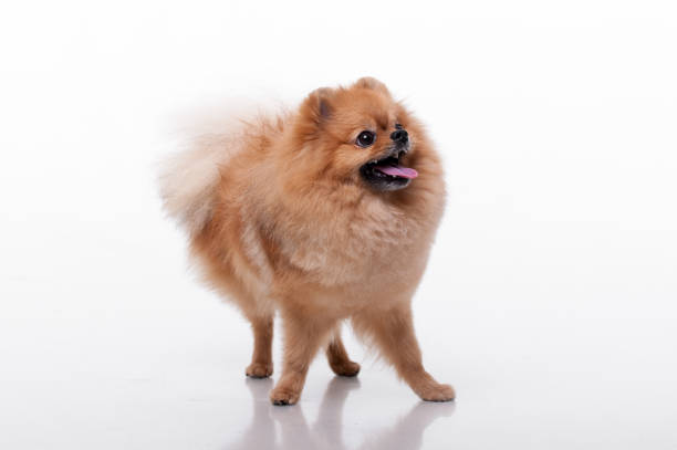 istock Pommeranter Spitz.lovely dog 1129387494