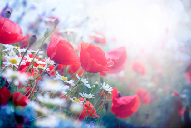 istock Wild poppies landscape 1129387503
