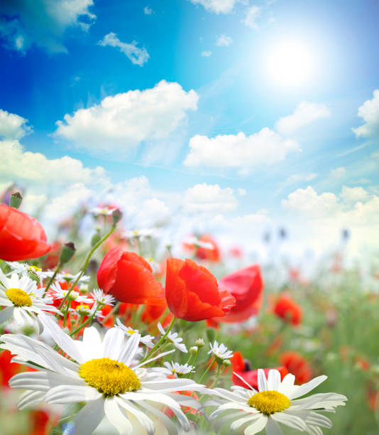 Poppy field and blue sky in backlit