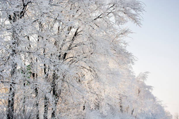 istock Frozen winter trees covered with snow. Winter time 1129387980