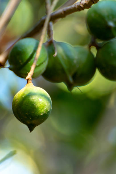 istock Ripe macadamia nuts handing on macadamia tree ready for harvest 1129388386