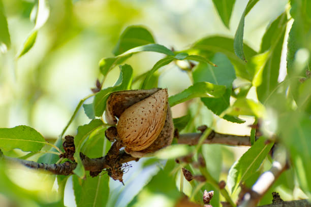 istock Ripe almond nuts in shell growing on almond tree 1129388402