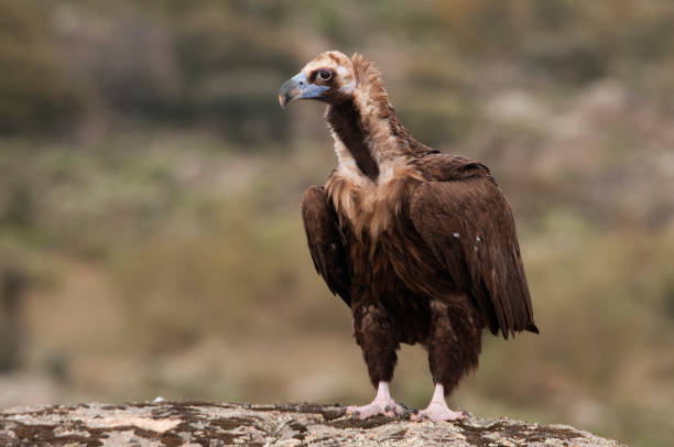 istock Cinereous (Eurasian Black) Vulture (Aegypius monachus), Full Length Portrait 1129389241
