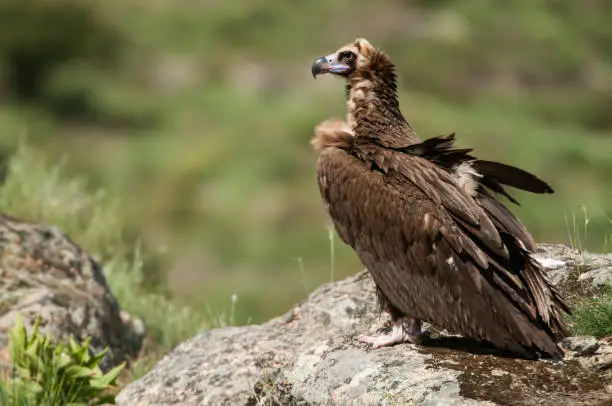 Photo of Cinereous (Eurasian Black) Vulture (Aegypius monachus), Full Length Portrait