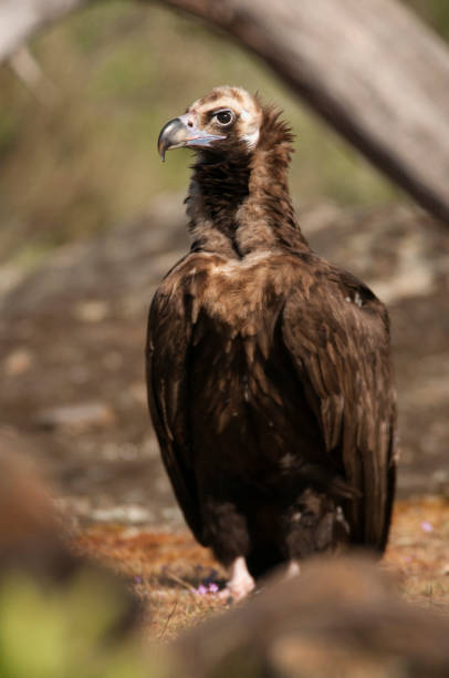 istock Cinereous (Eurasian Black) Vulture (Aegypius monachus), Full Length Portrait 1129389274
