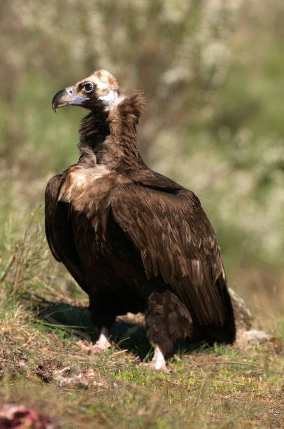 istock Cinereous (Eurasian Black) Vulture (Aegypius monachus), Full Length Portrait 1129389277