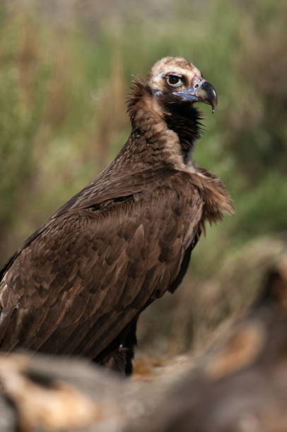 istock Cinereous (Eurasian Black) Vulture (Aegypius monachus), Full Length Portrait 1129389289