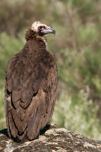 istock Cinereous (Eurasian Black) Vulture (Aegypius monachus), Full Length Portrait 1129389294