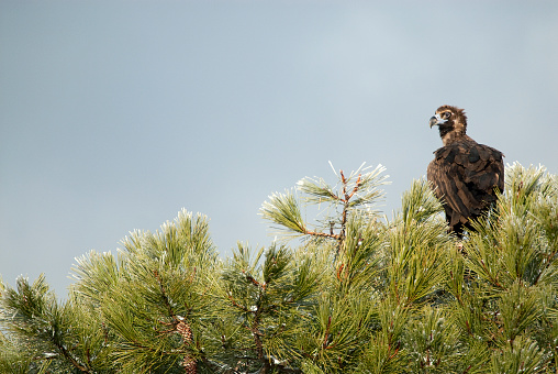 Cinereous (Eurasian Black) Vulture (Aegypius monachus), perched on the top of a pine