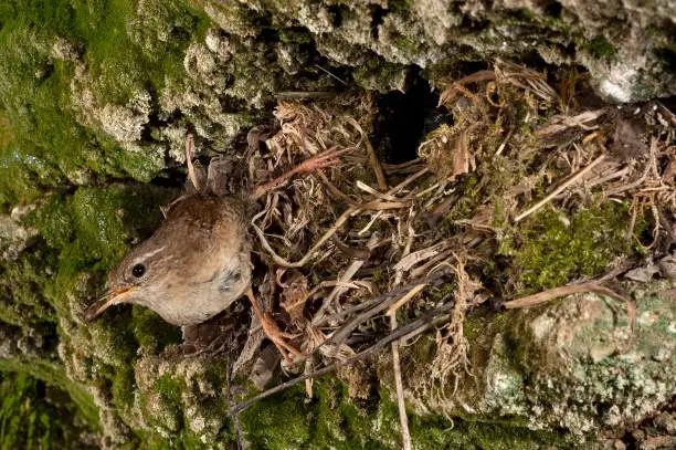 House Wren, Troglodytes troglodytes, at the entrance of their nest with their young