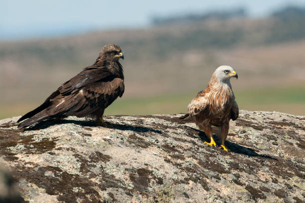 istock Red kite, Milvus milvus, Black Kite, Milvus migrans, standing on a rock 1129389529