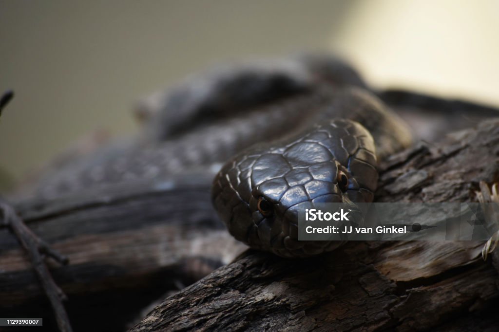 Observando Overo serpiente de Cobra (naja annulifera) - Foto de stock de Animal libre de derechos