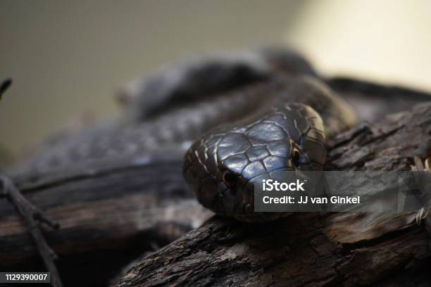 Observando Overo Serpiente De Cobra Foto de stock y más banco de imágenes de Animal