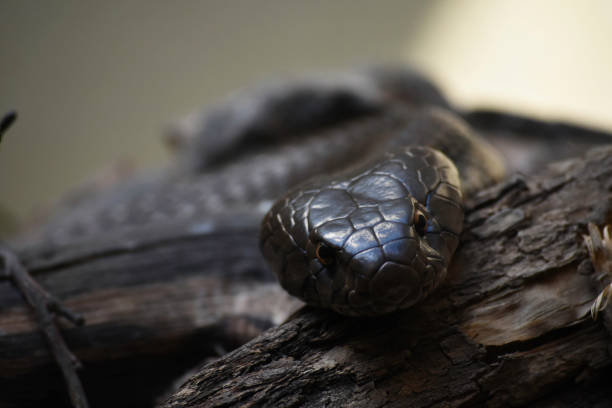 observant au museau serpent cobra (naja annulifera) - snouted photos et images de collection