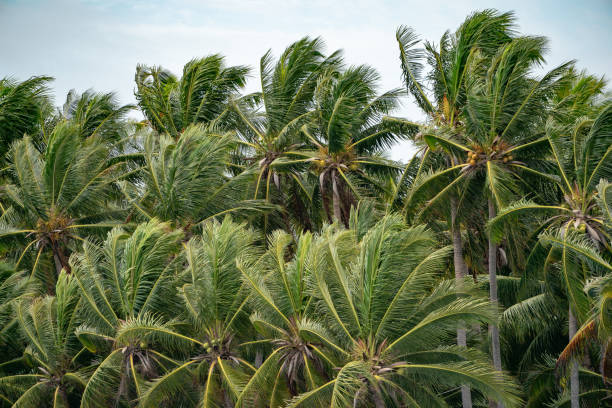 istock Many Top of the Coconut Trees Leaf blow by wind. 1129390194