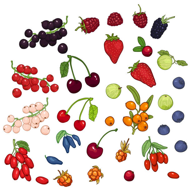 ilustraciones, imágenes clip art, dibujos animados e iconos de stock de conjunto de vector de dibujos animados bayas - gooseberry fruit bush green