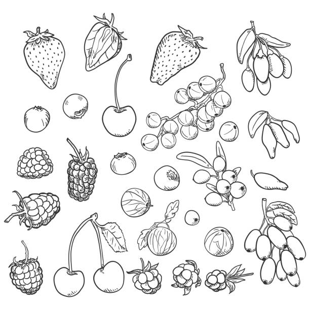 딸기의 벡터 스케치 세트 - gooseberry bush fruit food stock illustrations