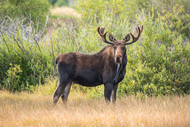 Bull moose Bull moose in northern Colorado northern ontario stock pictures, royalty-free photos & images