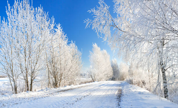 istock winter rural landscape with forest and road 1129394923