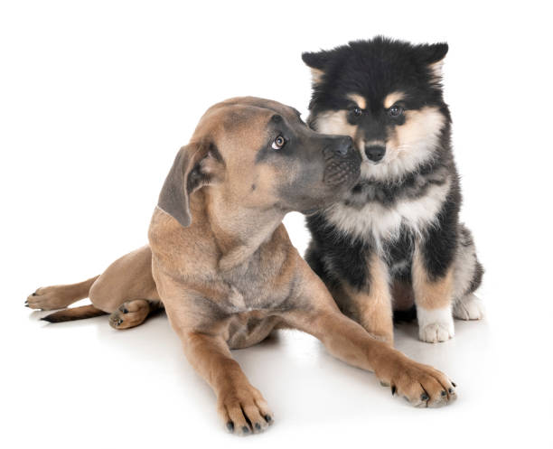 istock young cane corso and Finnish Lapphund 1129395201