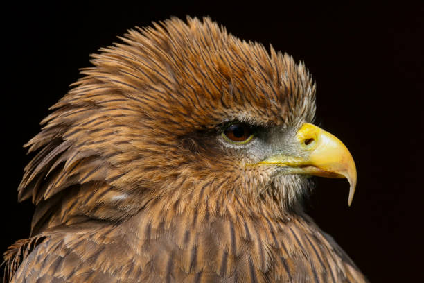 istock Yellow Billed Kite (Milvus aegyptius) bird of prey 1129396333
