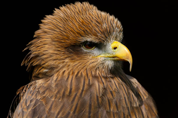 istock Yellow Billed Kite (Milvus aegyptius) bird of prey 1129396350