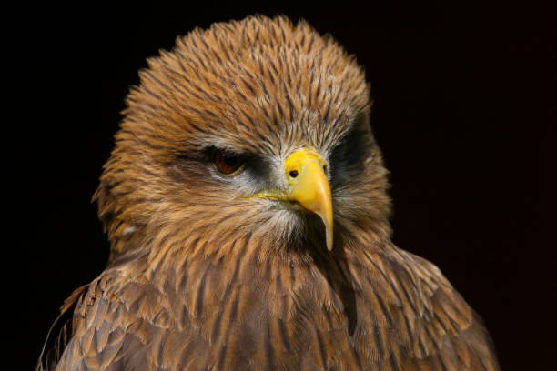 istock Yellow Billed Kite (Milvus aegyptius) bird of prey 1129396360