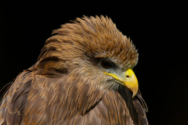 istock Yellow Billed Kite (Milvus aegyptius) bird of prey 1129396361