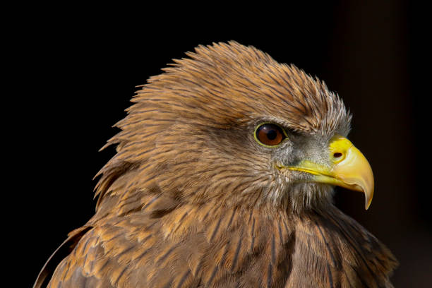 istock Yellow Billed Kite (Milvus aegyptius) bird of prey 1129396368