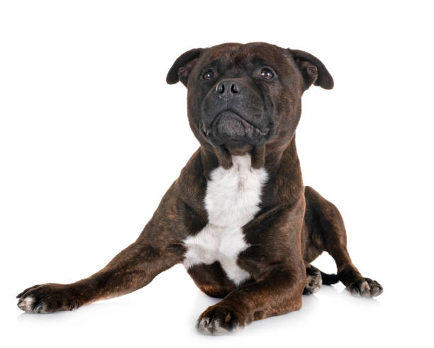 istock staffordshire bull terrier 1129398361