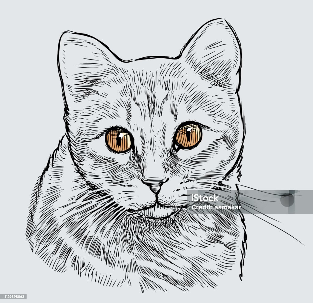 Potret Sketsa Kucing Domestik Yang Lucu Ilustrasi Stok - Unduh Gambar