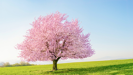 Flowering fruit tree cherry sakura blossom. Single tree on the horizon with pink flowers in the spring. Fresh green meadow with blue sky.