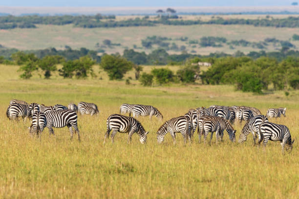 istock Flock of Zebras grazing grass 1129403455