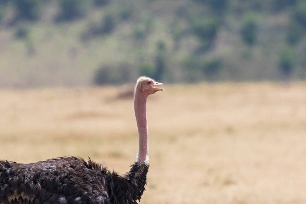istock Portrait of an ostrich bird 1129403504