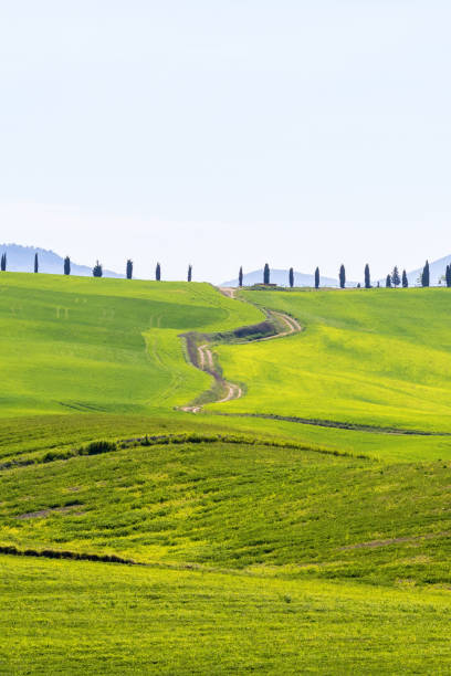 istock Dirt road over the green field and Cypress trees 1129403551